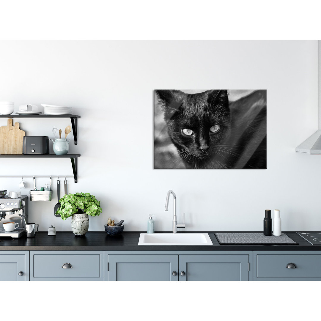 Glasbild Schwarze Katze