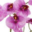 23" Phale Orchid