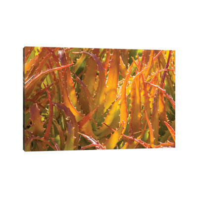 USA, Arizona, Desert Botanic Garden. Backlit Agave Cactus. by Jaynes Gallery - Wrapped Canvas Gallery-Wrapped Canvas Giclée