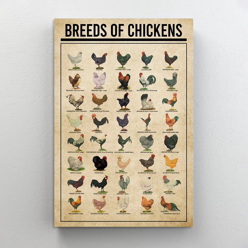 «Breeds of Chickens Farmer», impression sur toile tendue, H 36 po x l 24 po x P 1,25 po