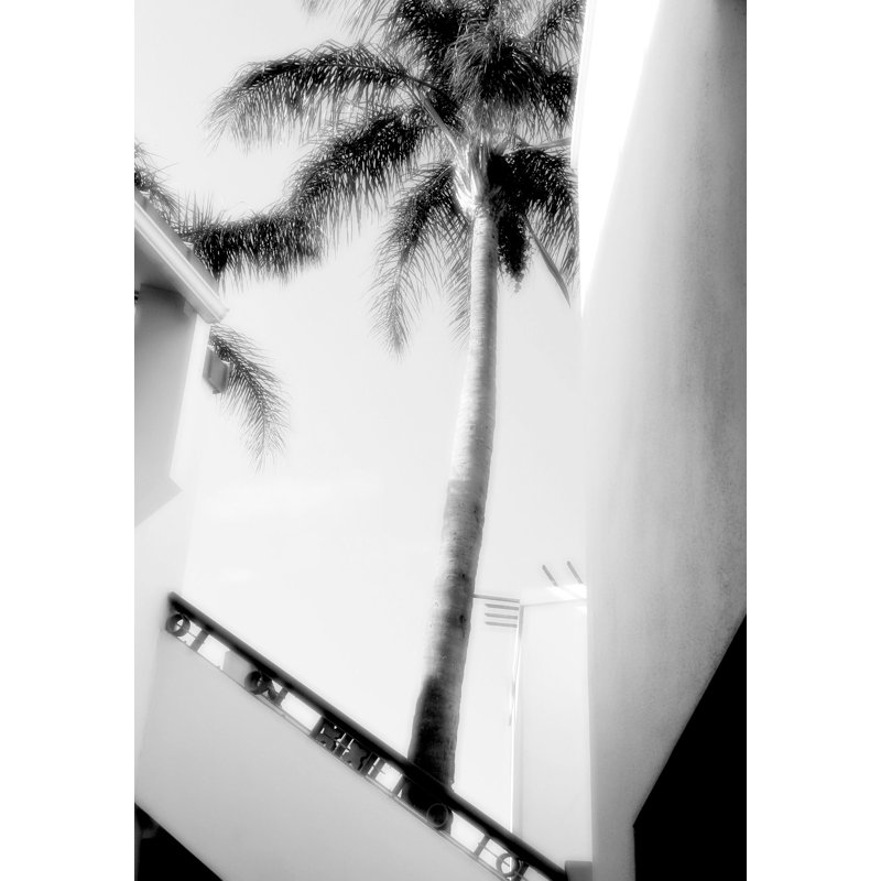 Summer Palm Print by Christopher Kennedy