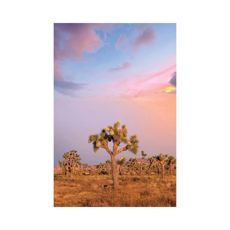 Lovely Sunset At Joshua Tree National Park by Melanie Viola - Print on Canvas, Wrapped Canvas