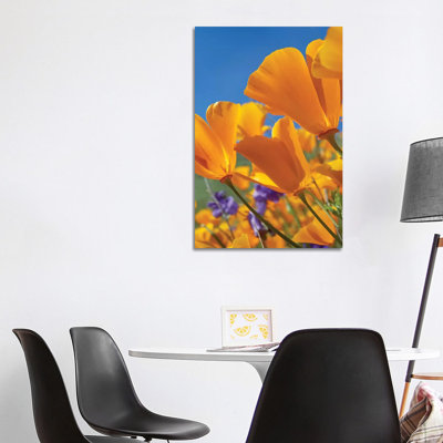 California Poppy Flowers, Antelope Valley, California II 1 Piece Wrapped Canvas Wall Art