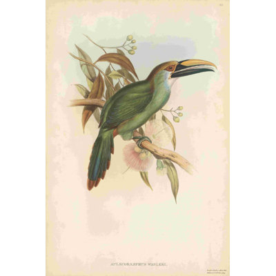 Toucans tropicaux I
