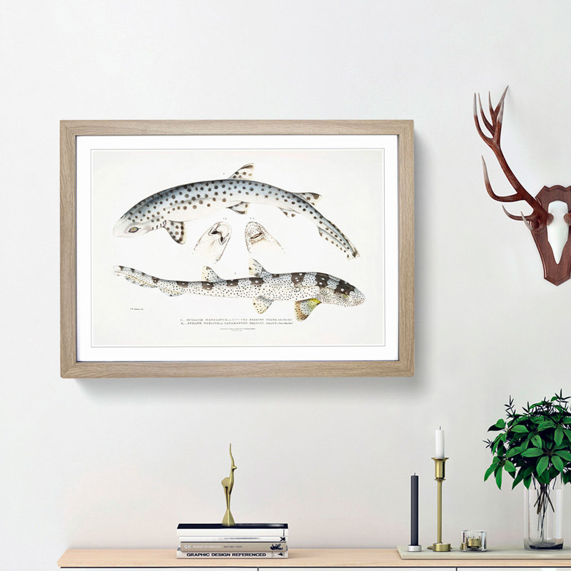 Bearded Sharks by John Edward Gray - Single Picture Frame Print, 24cm H x 33cm W x 2cm D, Oak Framed
