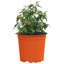 Nursery Pot-178463901-178463971