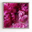 « glamour rose pivoines », reproduction de photo-22037667-22037673