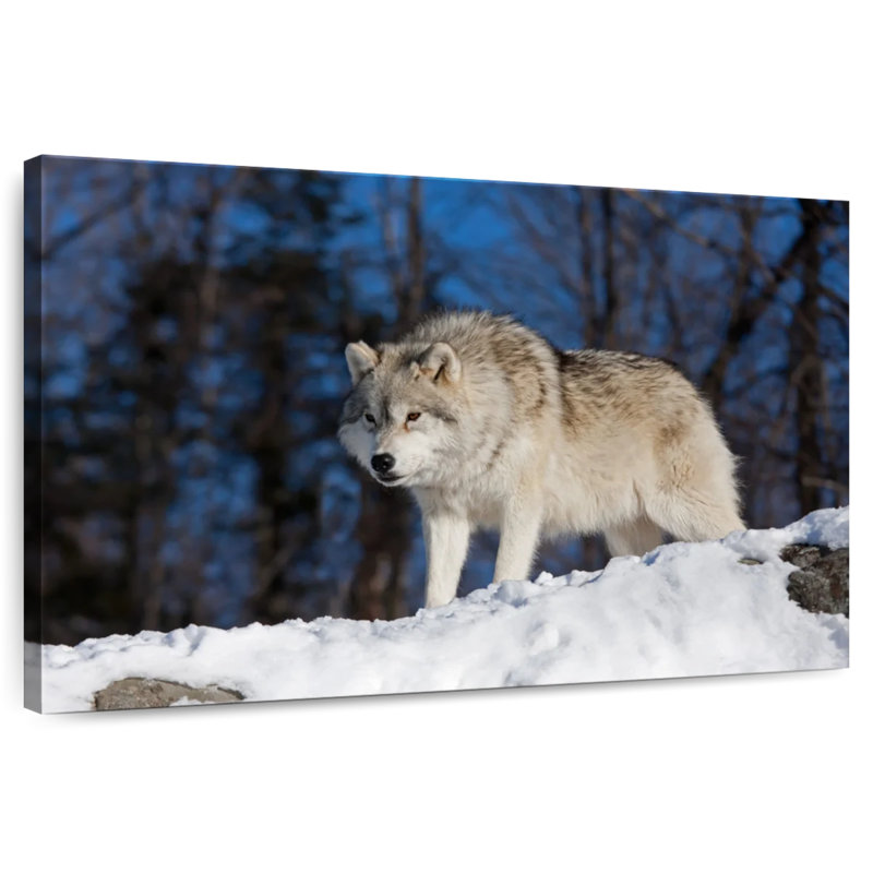 Brampt Wolf On The Lookout, 32" H x 48" W