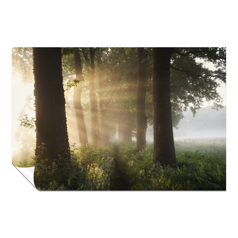 Summer Sunlight Trees Landscape - No Frame Print, 20cm H x 31cm W