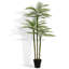 TREE PALM GROWER 7FT