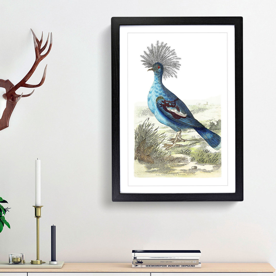 Crowned Pigeon by George Shaw - Framed Print