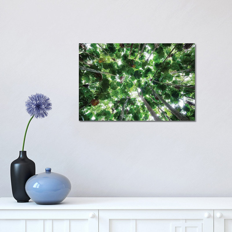 Licuala Fan Palm Canopy, Daintree National Park, Queensland, Australia 1 Piece Wrapped Canvas Wall Art