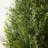 Adcock Faux Cedar Topiary Tree 4FT - UV Resistant Fake Cypress Tree with Big Planter and Decorative Plants-968402524-968402521