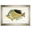 « fish sketch i », impression-28042505-28042501-28042475