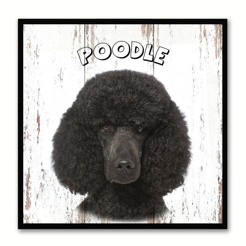 " Poodle Dog "