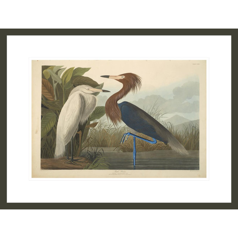 «Heron from The Birds of America 1827 - 38» par John James Audubon, impression giclée encadrée, H 16,53 po x l 21,75 po