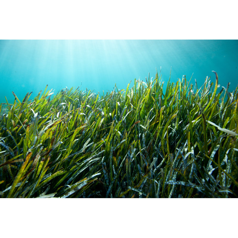 Underwater Grass by Maczkus - Wrapped Canvas Print, 51cm H x 76cm W x 3.8cm D