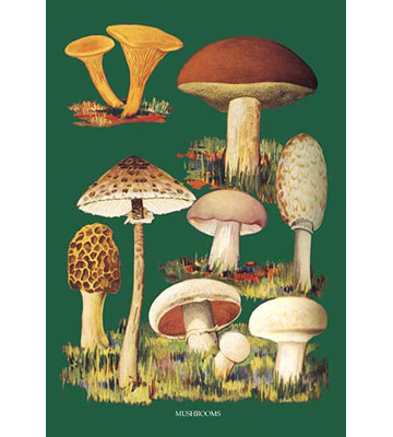 "champignons" , reproduction d’art