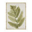 « forest ferns i antique », reproduction de peinture à l’acrylique sur toile tendue-33417651
