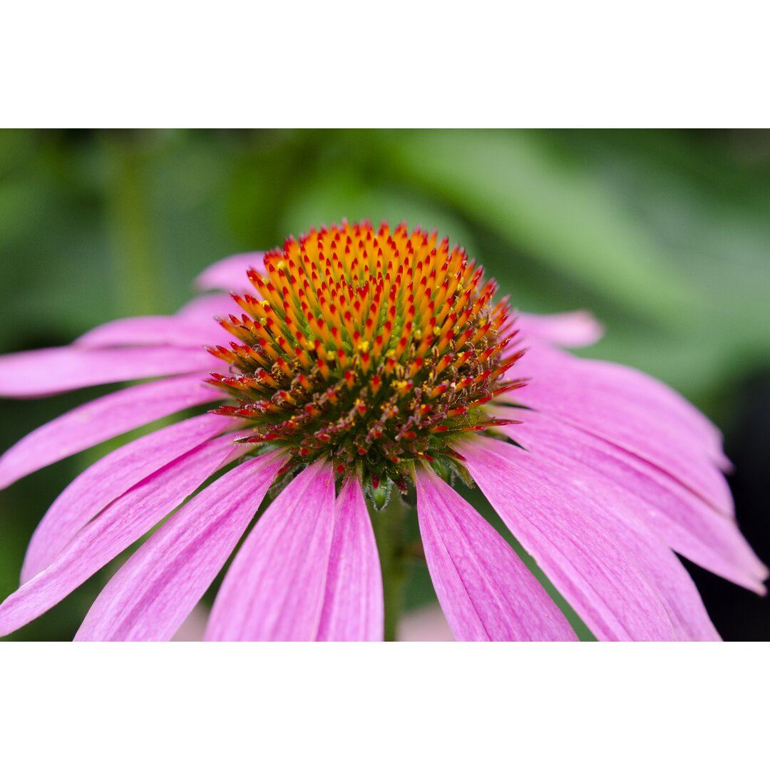 Leinwandbild Pink Coneflowers III von Laura Denardo