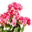 19.5" Artificial Geranium Bush-20583791