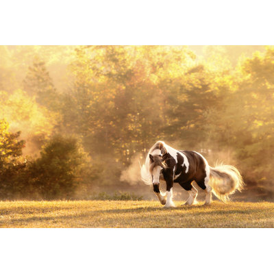 Horse Motion III