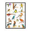 «Vibrant Coloured Birds Plancard», reproduction sur toile-59708180-59708181