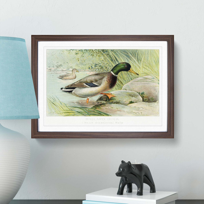 Mallard Duck by J.L. Ridgway - Framed Print, 48cm H x 65cm W x 2cm D, Walnut Framed
