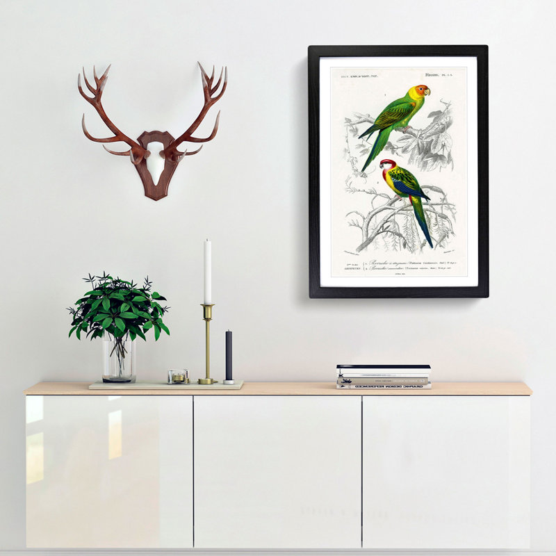 Parrot Illustrations by Charles dOrbigny - Framed Print, 65cm H x 48cm W x 2cm D, Black Framed