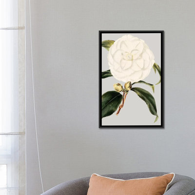 «Camellia Japonica I», reproduction d'impression sur toile tendue