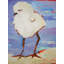 Baby Plover Print by Phyllis Adams-64401429