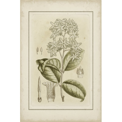 Small Tinted Botanical III 1 Piece Wrapped Canvas Wall Art