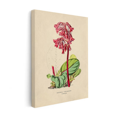 Fleurs des serres - Bergenia Purpurascens