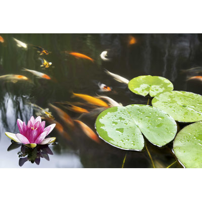 Fleur de lis dans un étang - Photographie sur toile tendue