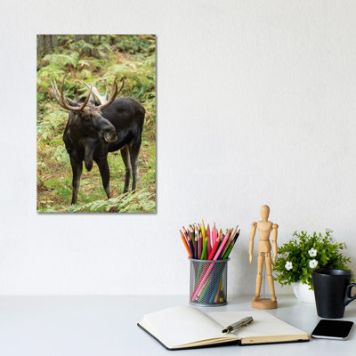 Bull Moose In Northwest Trek Wildlife Park, Eatonville, Washington, USA by Janet Horton - Wrapped Canvas Print