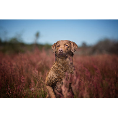 Fiene " Chesapeake Bay Retriever " by Ktatarka