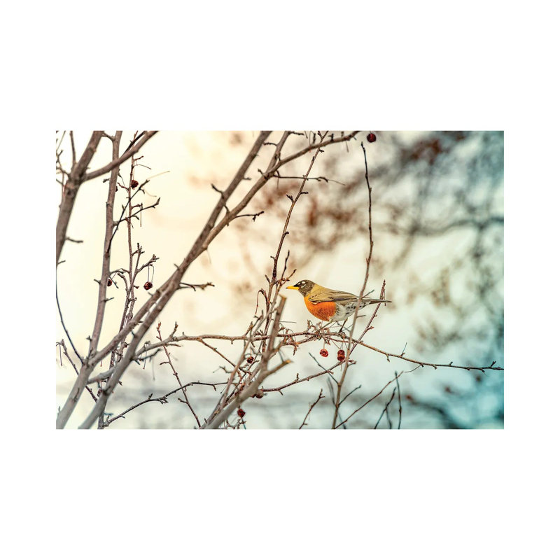«Robin Sitting on Branches» par Nik Rave - reproduction de photo sur toile tendue, H 26 po x l 40 po x 1,5 po