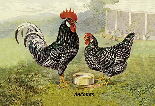 « anconas (poulets) », reproduction d’art, H 28 po x l 42 po