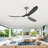 Christela Netrapal Ceiling Fan with LED Lights-119159336