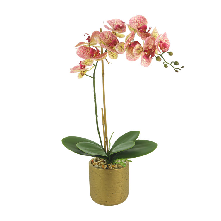Creative Displays, Inc. Phalaenopsis Orchid in Pot & Reviews | Perigold