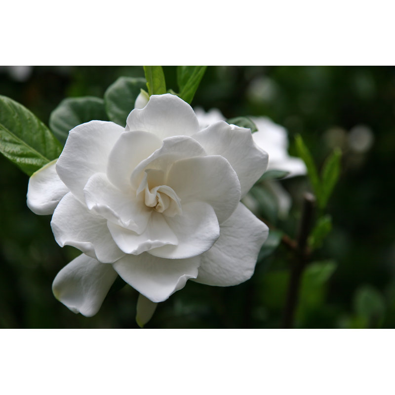 Gardenia Bloom by JillLang - Wrapped Canvas Print, 30Cm H x 46Cm W