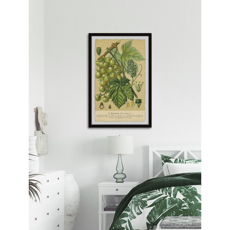 Common Grape Vine - reproduction de cadre photo, H 12 po x l 8 po