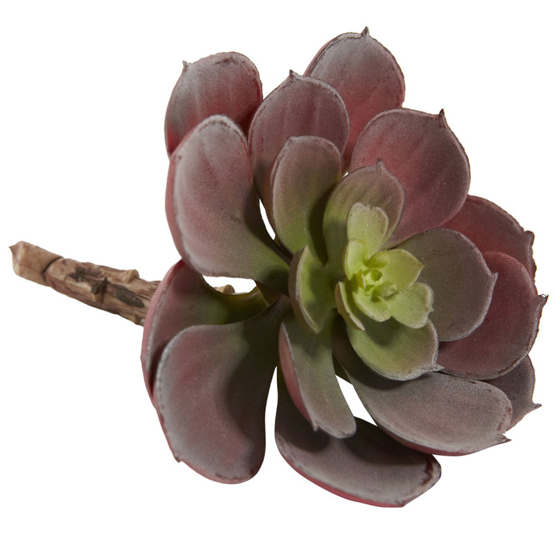 Ensemble de 12 plantes succulentes artificielles Echeveria, H 5 po x l 4 po x P 6 po, Bourgogne