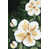 Toile tendue sélectionné