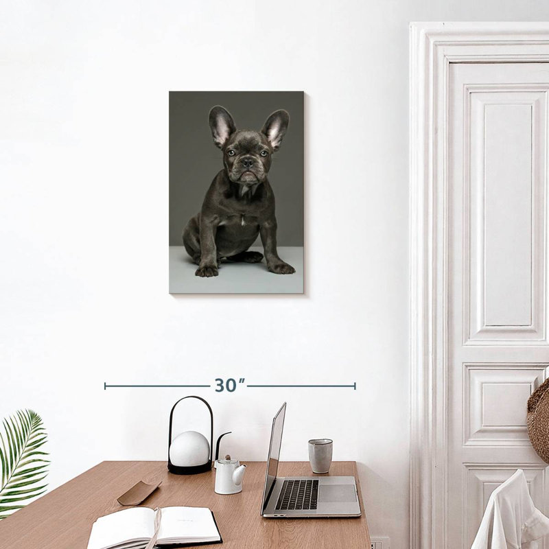 Chiot bouledogue français Brampt, H 24 po x l 16 po
