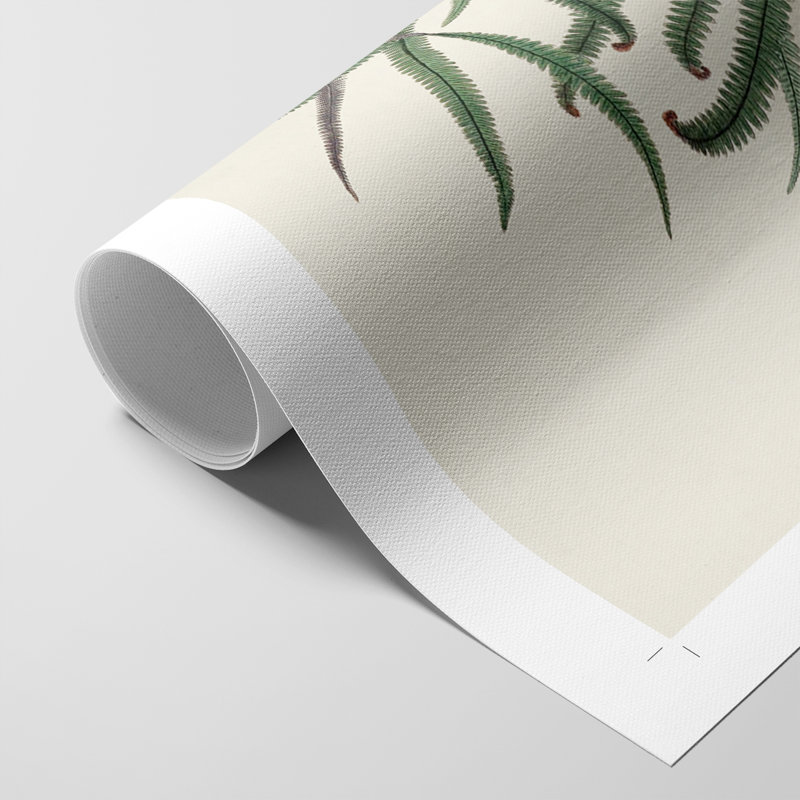 Botanical Society Ferns VII -Impression sur toile seulement - NON-CADRE, H 18 po x l 12 po