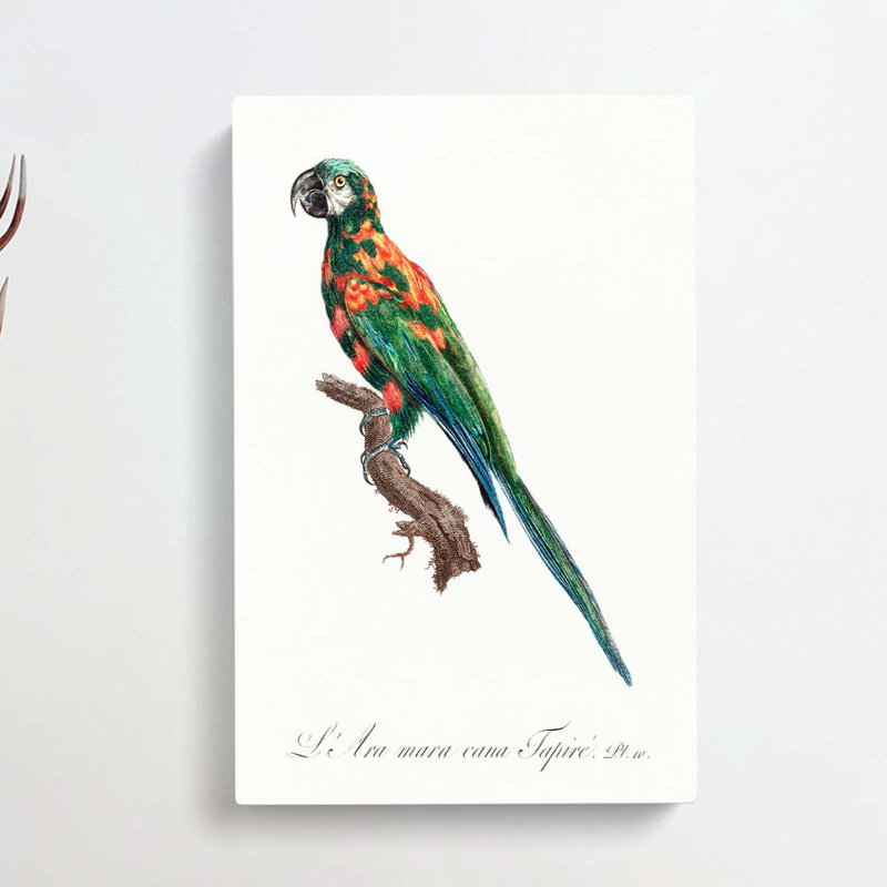 The Blue-Winged Macaw Parrot by F. Levaillant - Wrapped Canvas Print, 76cm H x 50cm W x 3cm D