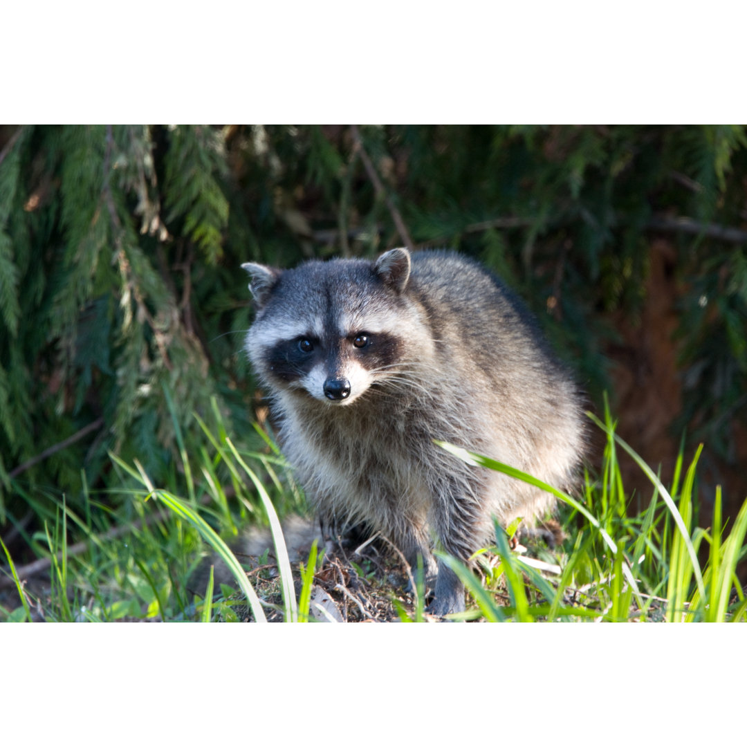 Racoon In The Brush von BirdImages - Kunstdrucke auf Leinwand ohne Rahmen