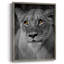 Portrait de lionne, reproduction encadrée - bois massif