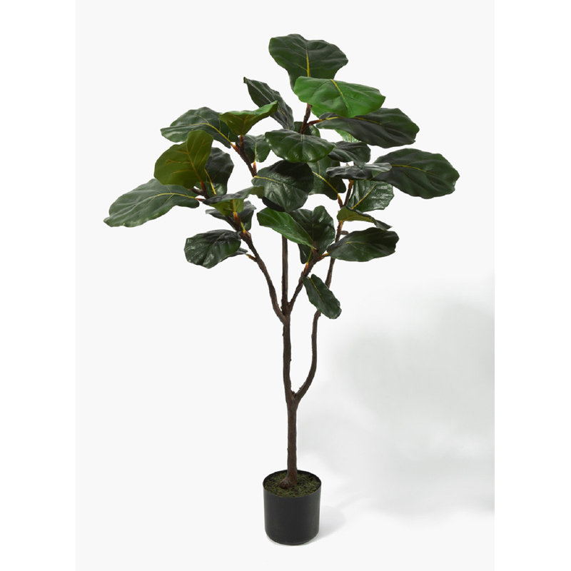 Arbre de figues à feuille en pot